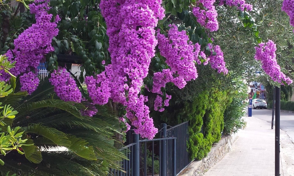 Palinuro Villa | Small villa with garden, parking space, private access to the sea 4 + 2 beds