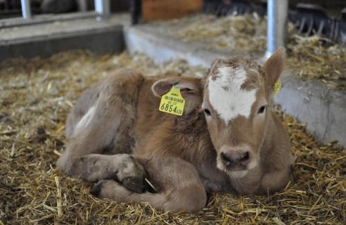 Laßnitz bei Murau House | Biohof Stockreiter vulgo Grillschmied inklusive Murau GästeCard
