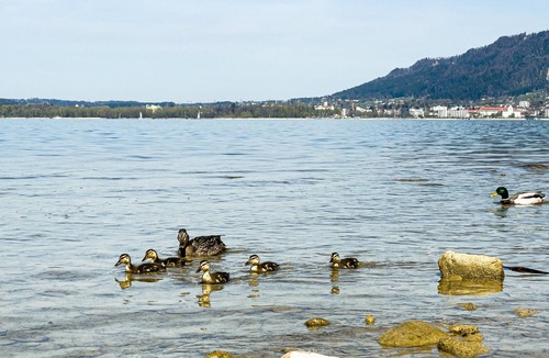 Bregenz Apartment | Charming Apartment "Bregenz 6 Top 1" in Central Location with Wi-Fi, Terrace & Garden
