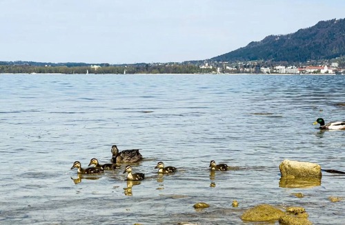 Bregenz Apartment | Charming Apartment "Bregenz 6 Top 2" with Wi-Fi, Balcony, Terrace & Garden
