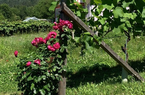 Irschen House | Idyllic holiday home