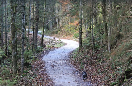 Russbach am Pass Gschuett Apartment | Pet-Friendly Apartment ‘Sonniges Appartement in Rußbach’ with Mountain View