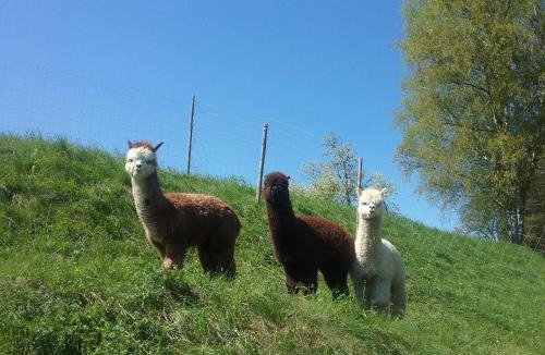 Timelkam Apartment | Sweet Home Alpacas