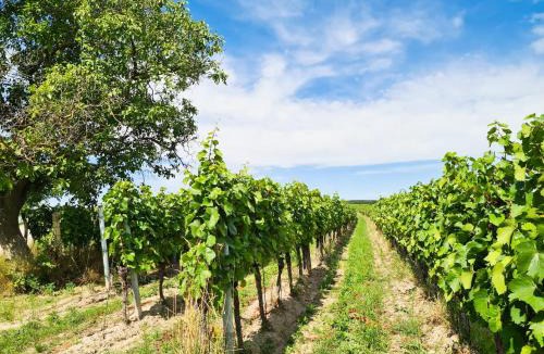 Morbisch am See Apartment | Wein Suite