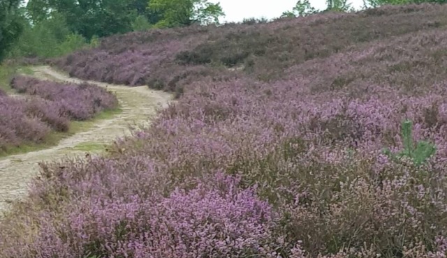 Accessible vacation apartment in the Lüneburg Heath in Soderstorf