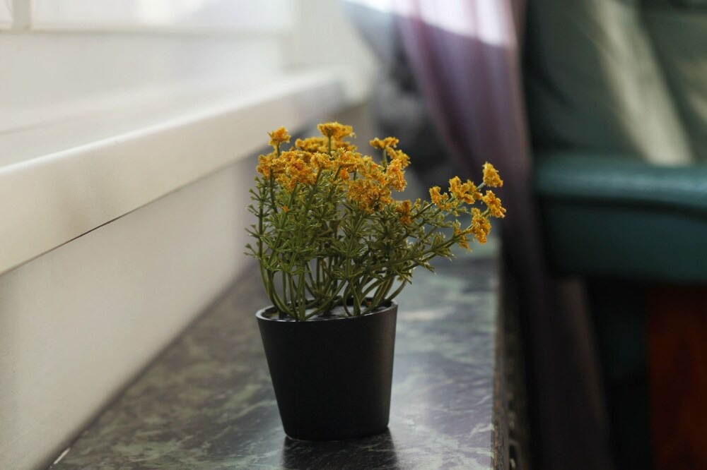 Riedenburg Apartment | Room Flower near Train station and Hospital