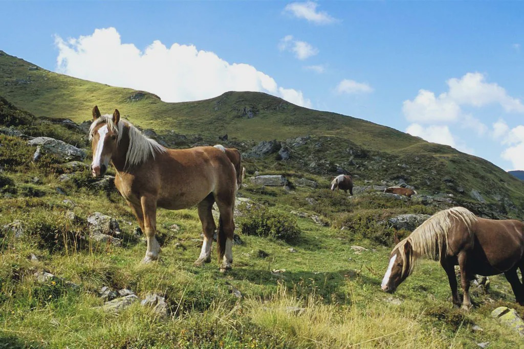 Photo of Others in Saalbach