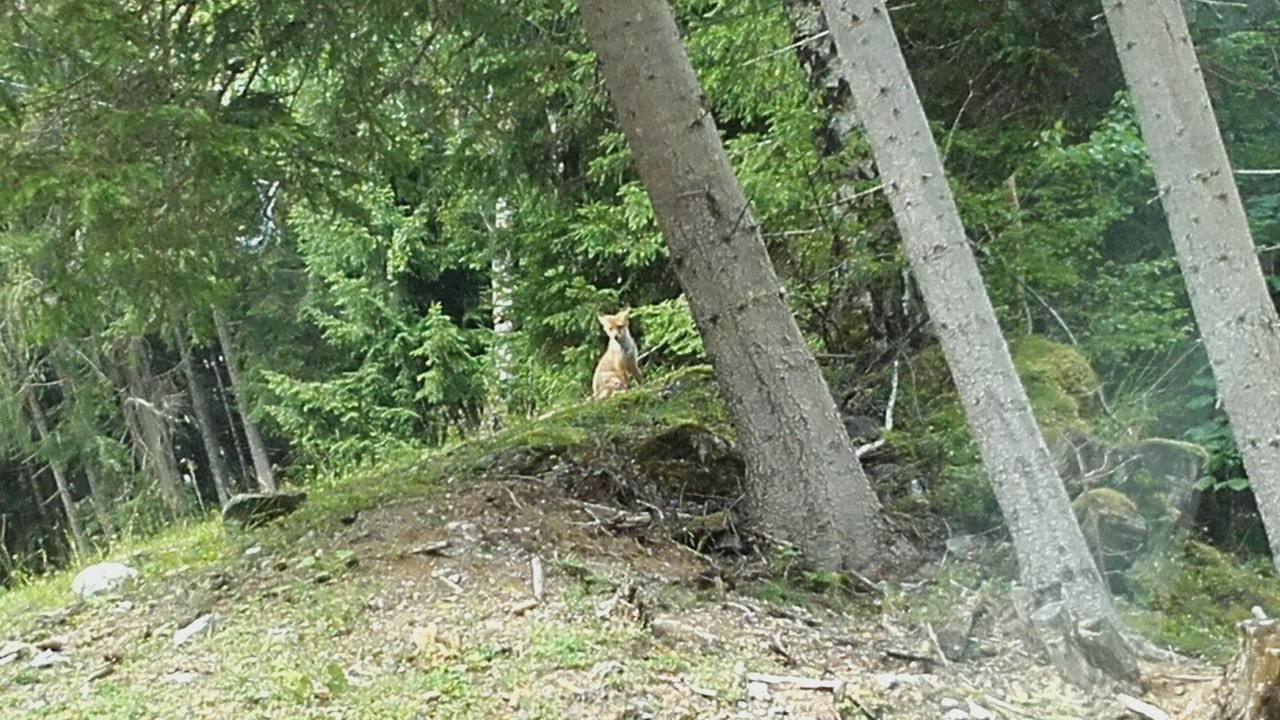Photo of Outdoor in Forstau