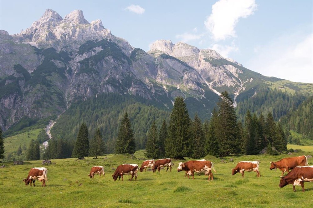 Photo of Outdoor in Werfenweng