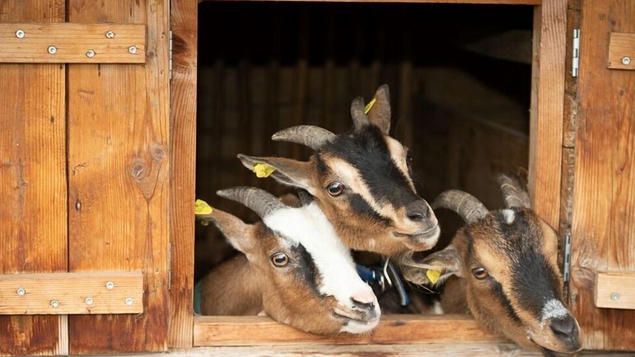 Photo of Others in Neukirchen bei Altmunster
