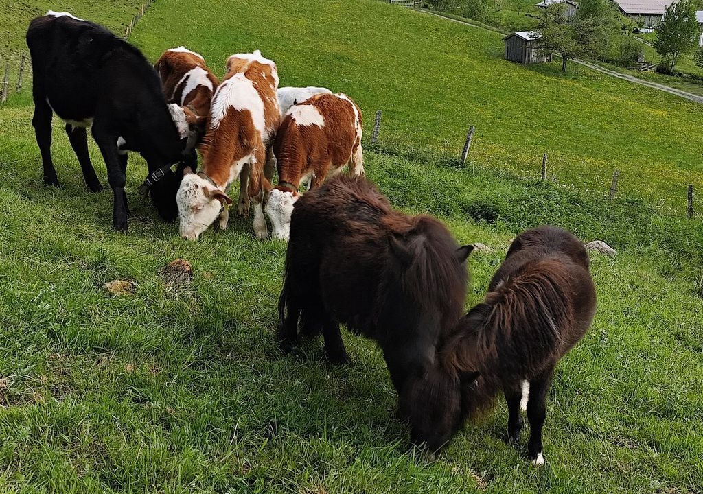 Photo of Others in Rauris