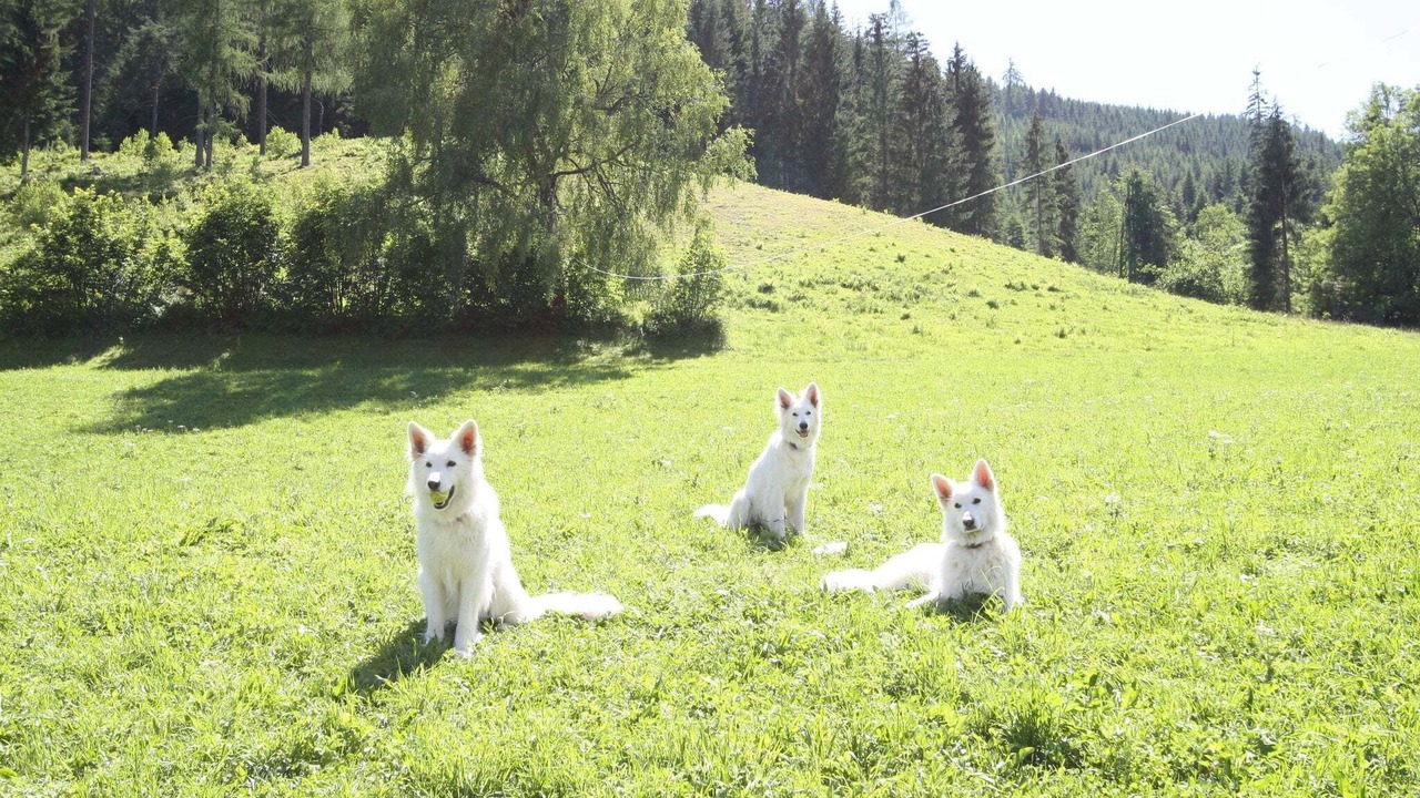 Photo of Others in Eben im Pongau