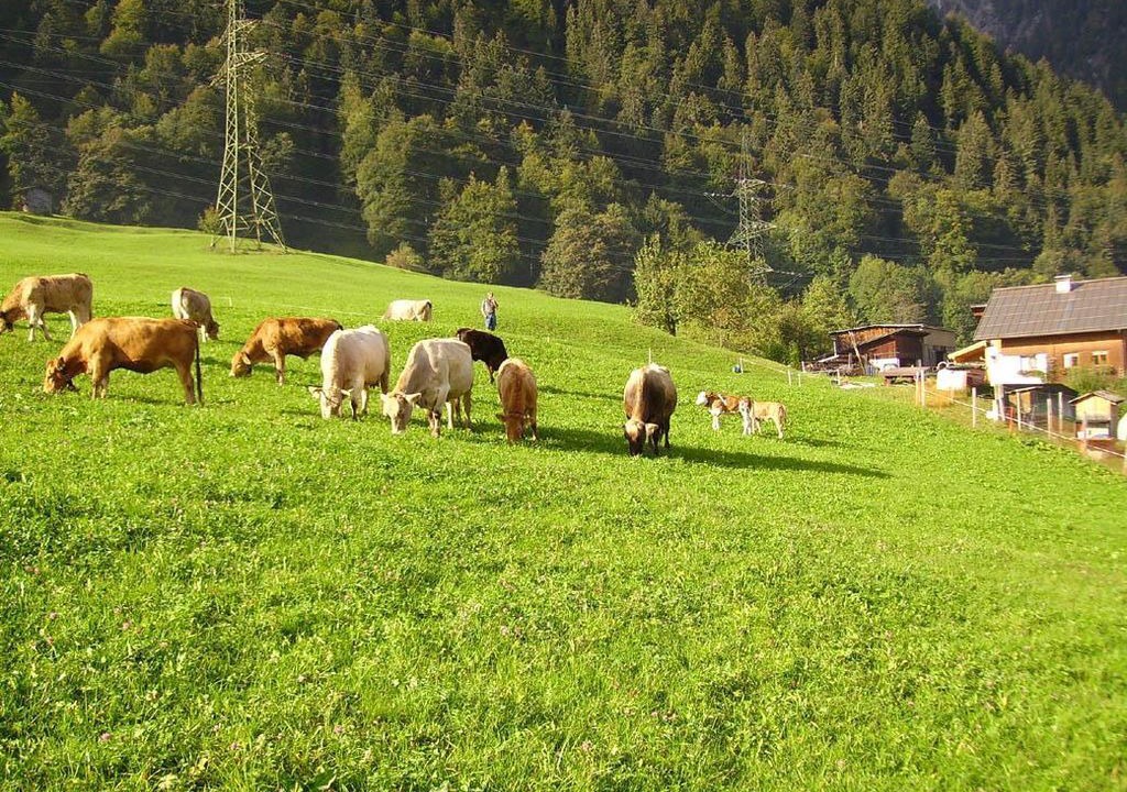 Photo of Others in Dalaas