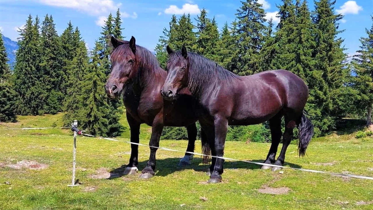 Photo of Others in Saalfelden am Steinernen Meer