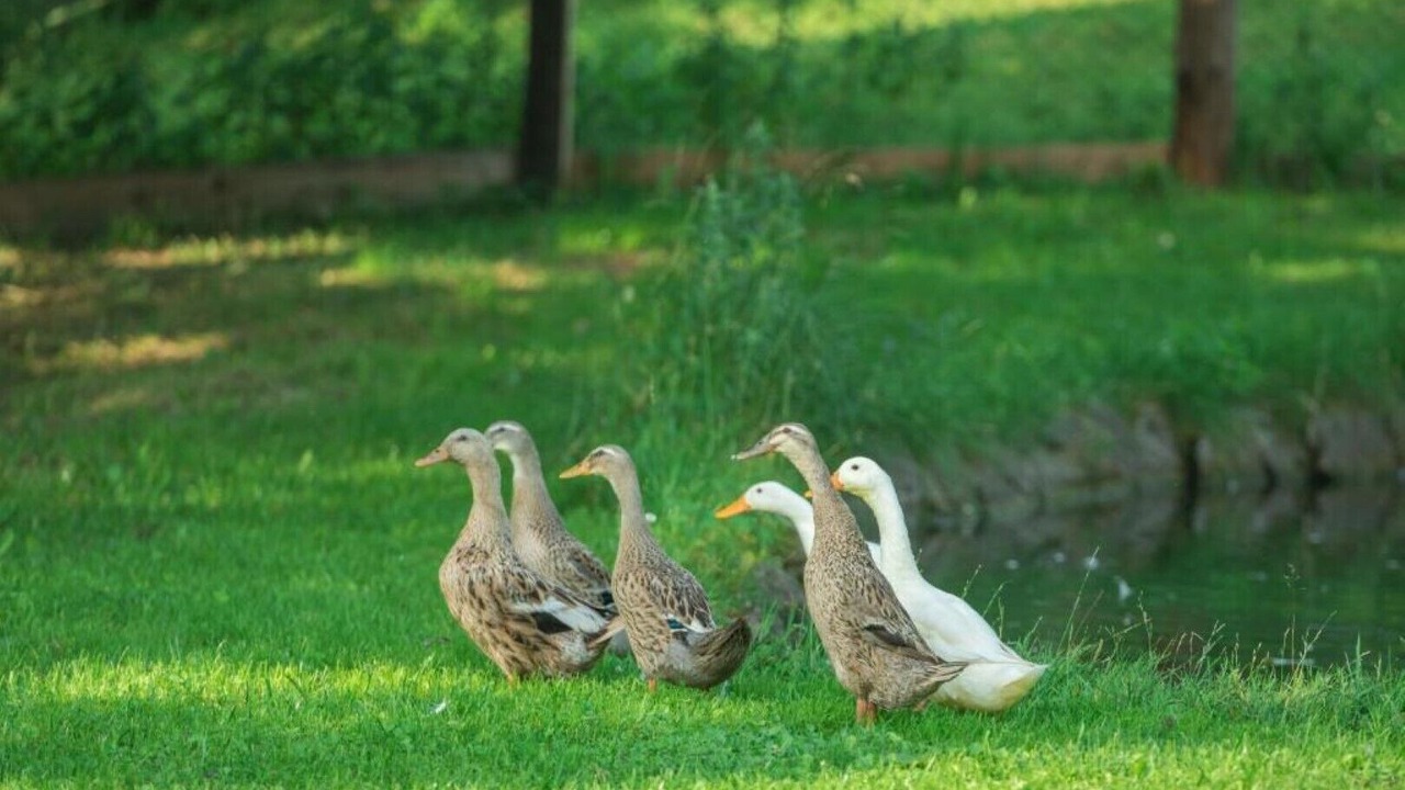 Photo of Others in Wagrain