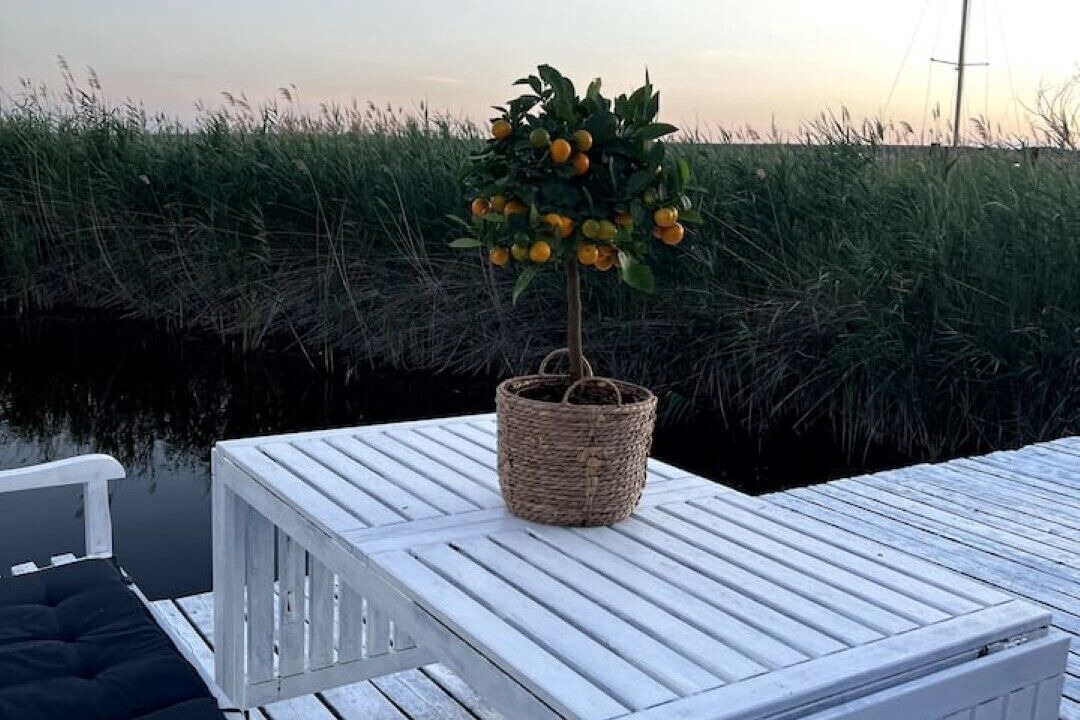 Photo of Patio Balcony in Rust