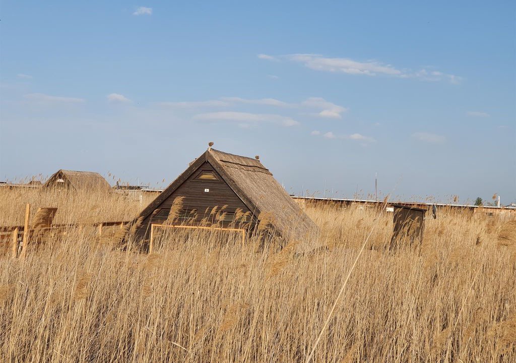 Photo of Others in Rust