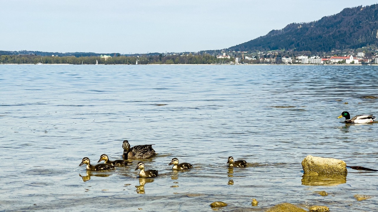 Photo of Others in Bregenz