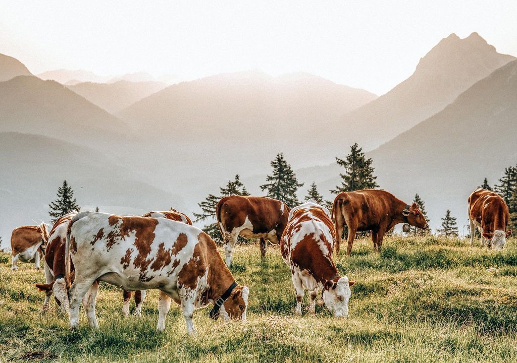Photo of Others in Pertisau