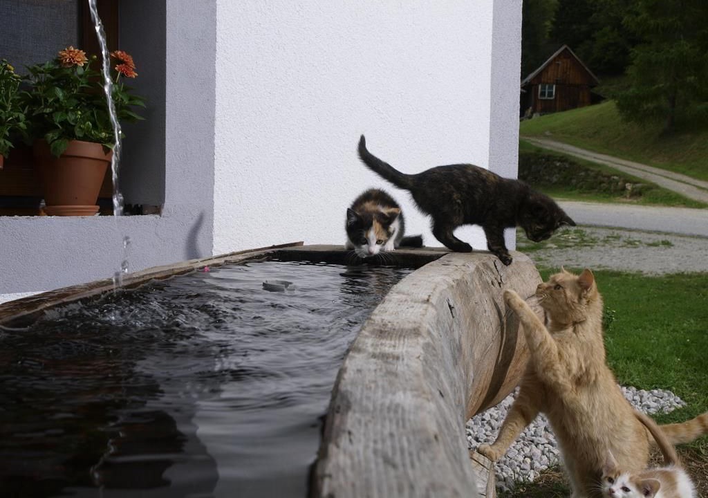 Photo of Outdoor in Sankt Nikolai im Solktal