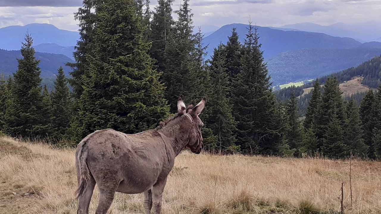 Photo of Outdoor in Lachtal