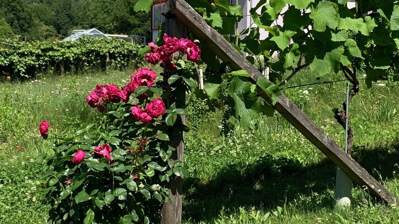 Photo of Outdoor in Irschen