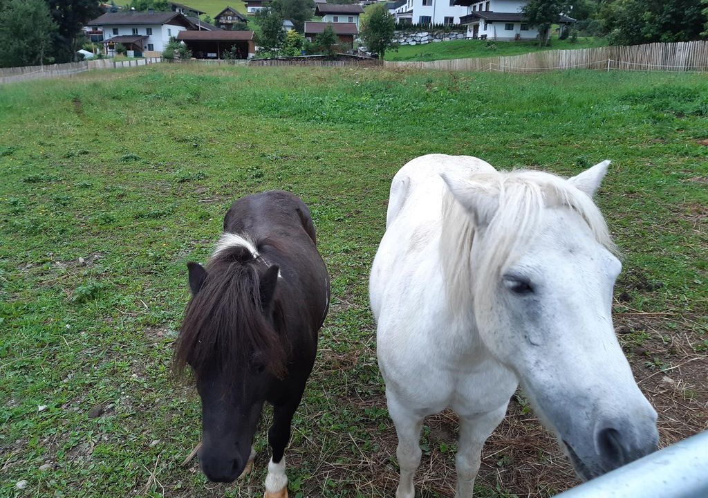 Photo of Others in Forstau