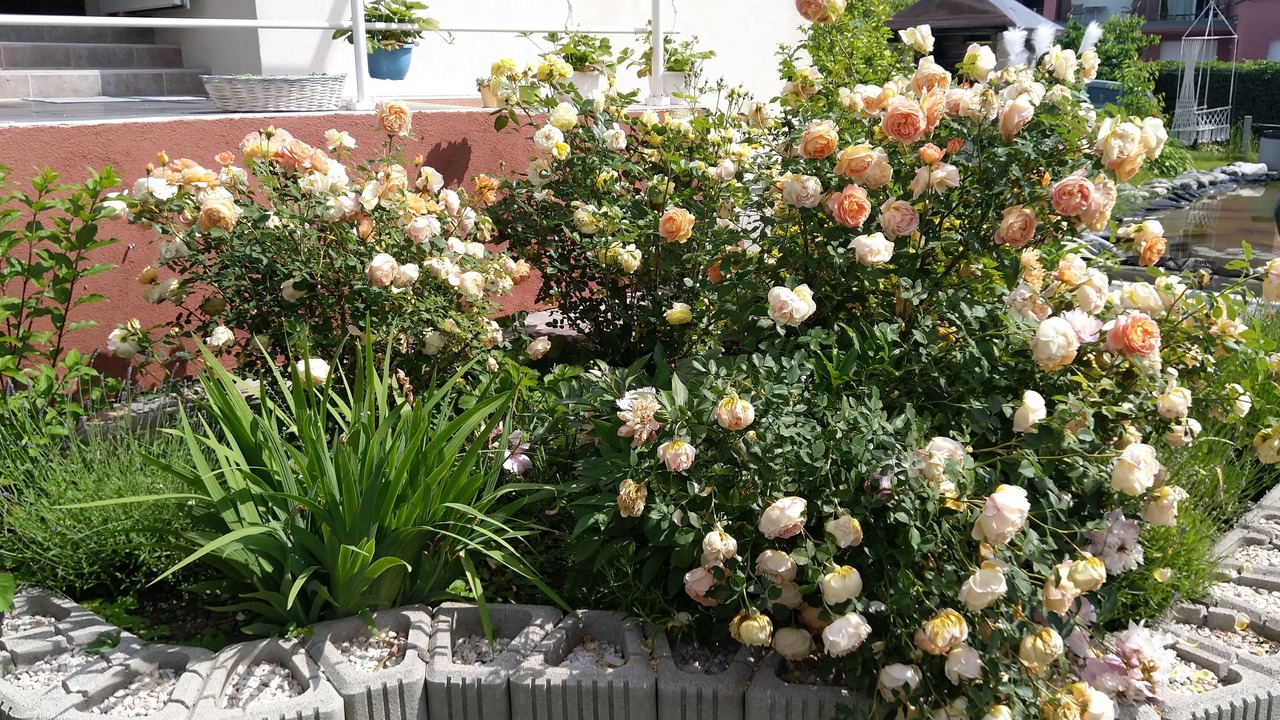 Photo of Outdoor in Velden am Worther See
