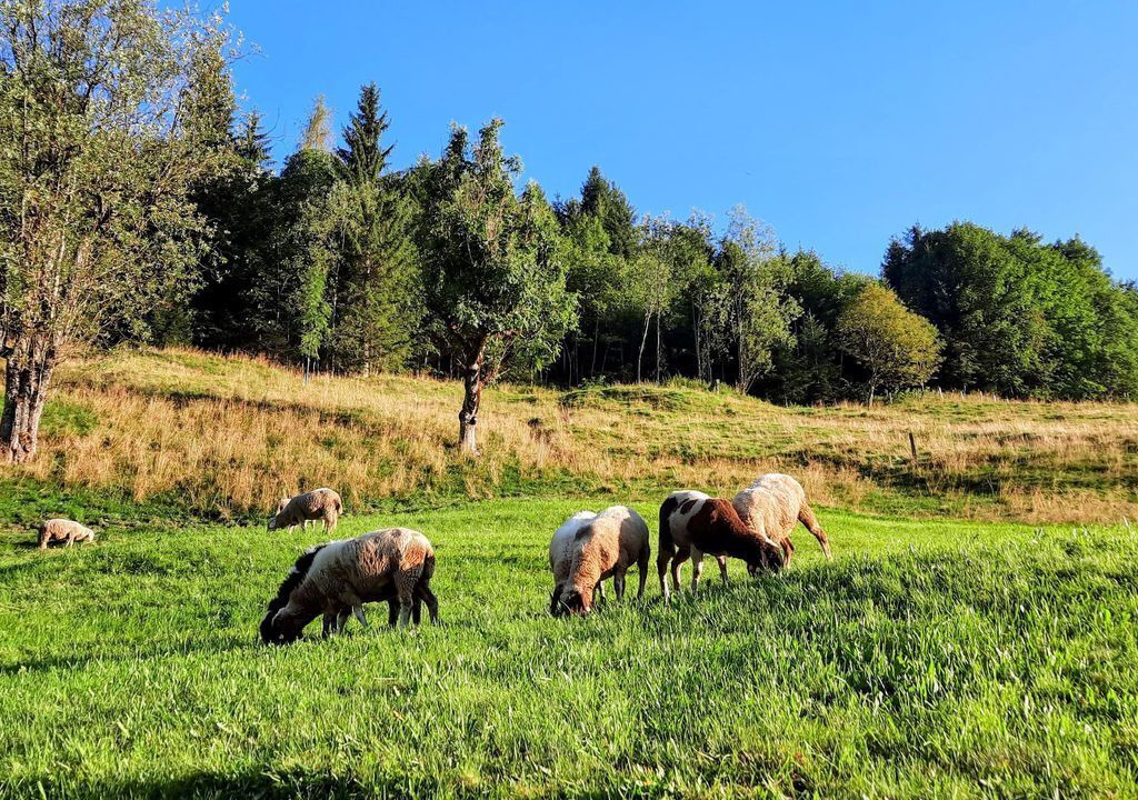 Photo of Others in Muehlbach Am Hochkoenig