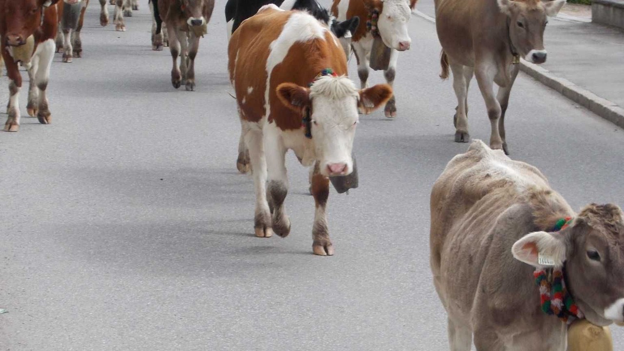 Photo of Others in Nesselwaengle