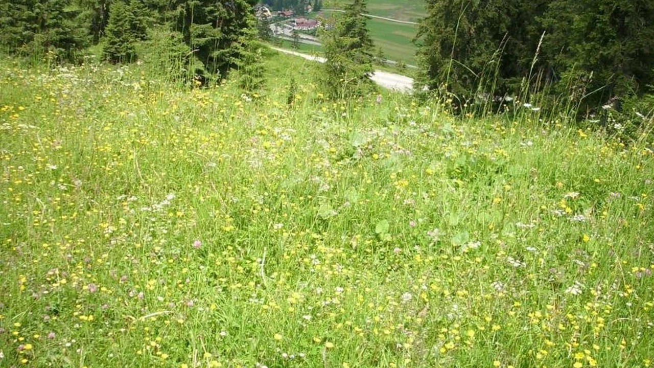 Photo of Others in Nesselwaengle