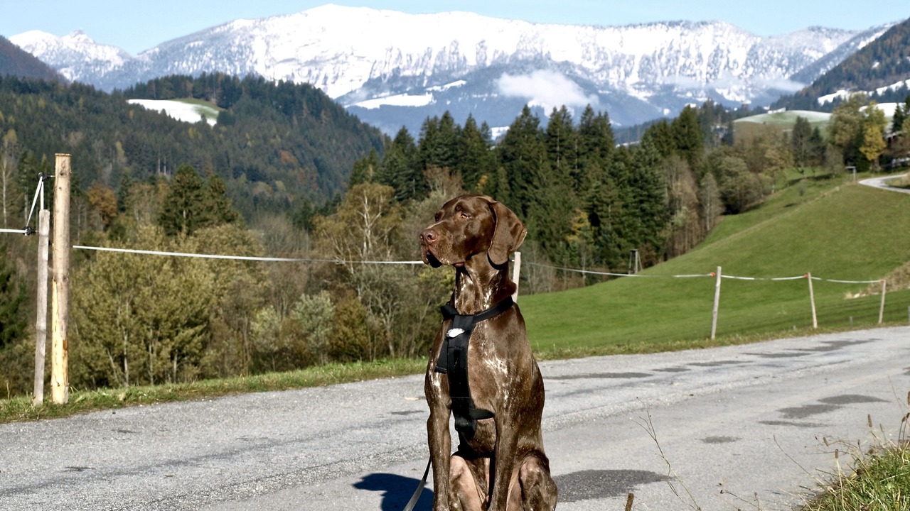 Photo of Others in Annaberg im Lammertal