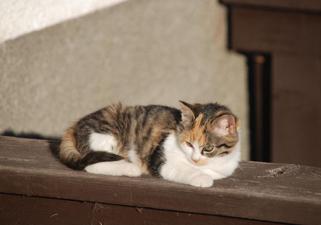 Photo of Others in Vorderstoder