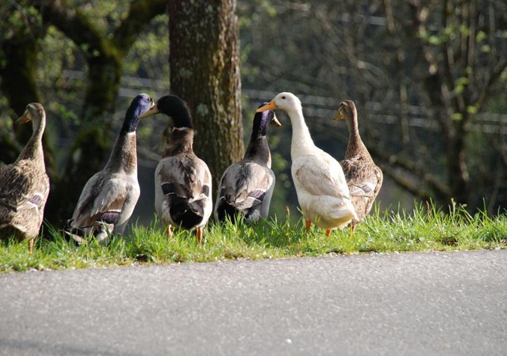 Photo of Others in Vorderstoder