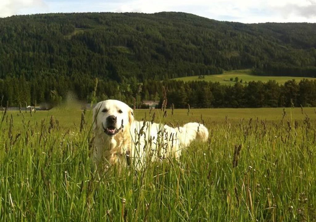Photo of Others in Mariapfarr