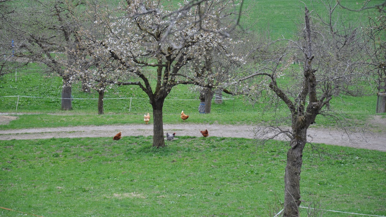Photo of Others in Rodels