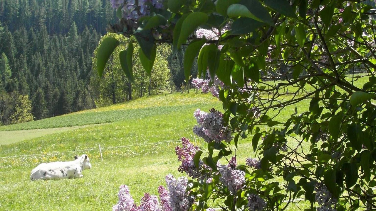 Photo of Outdoor in Sankt Kathrein am Hauenstein