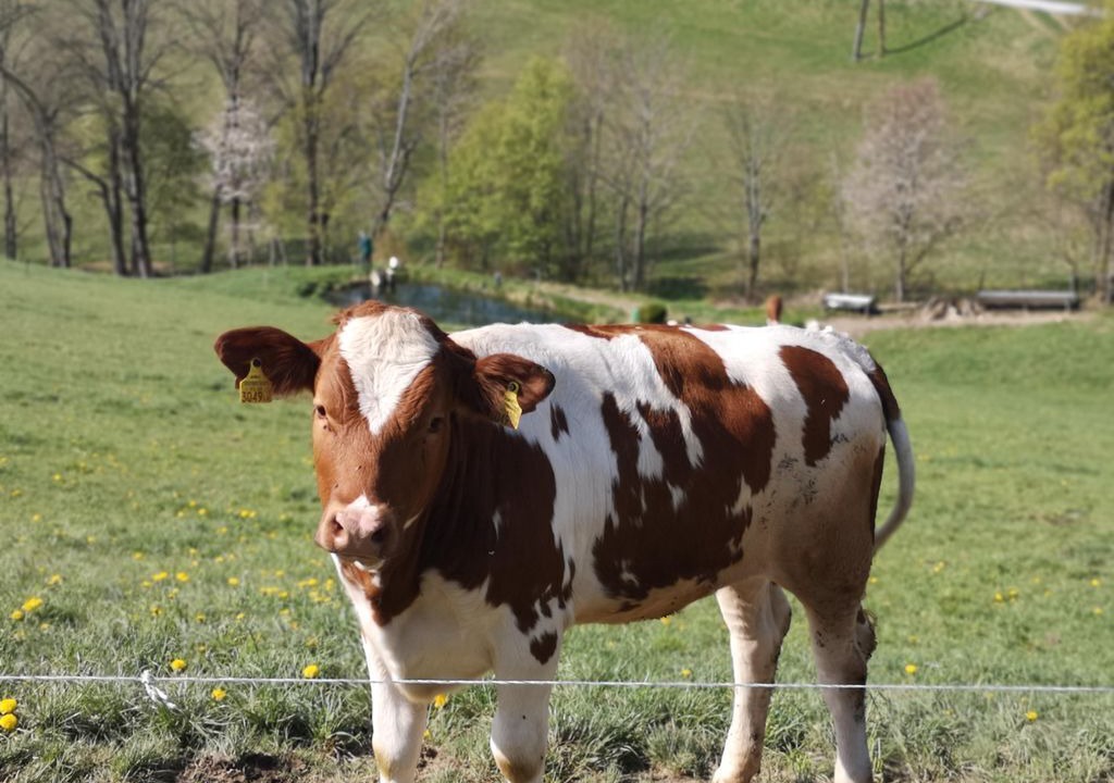 Photo of Others in Fischbach