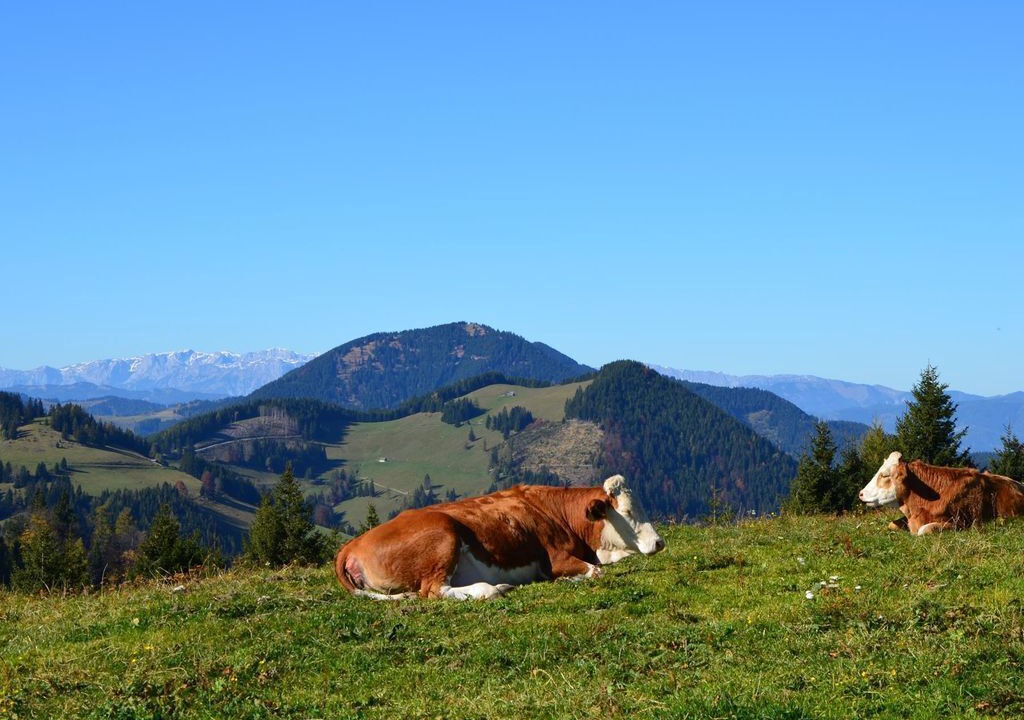 Photo of Others in Krottendorf