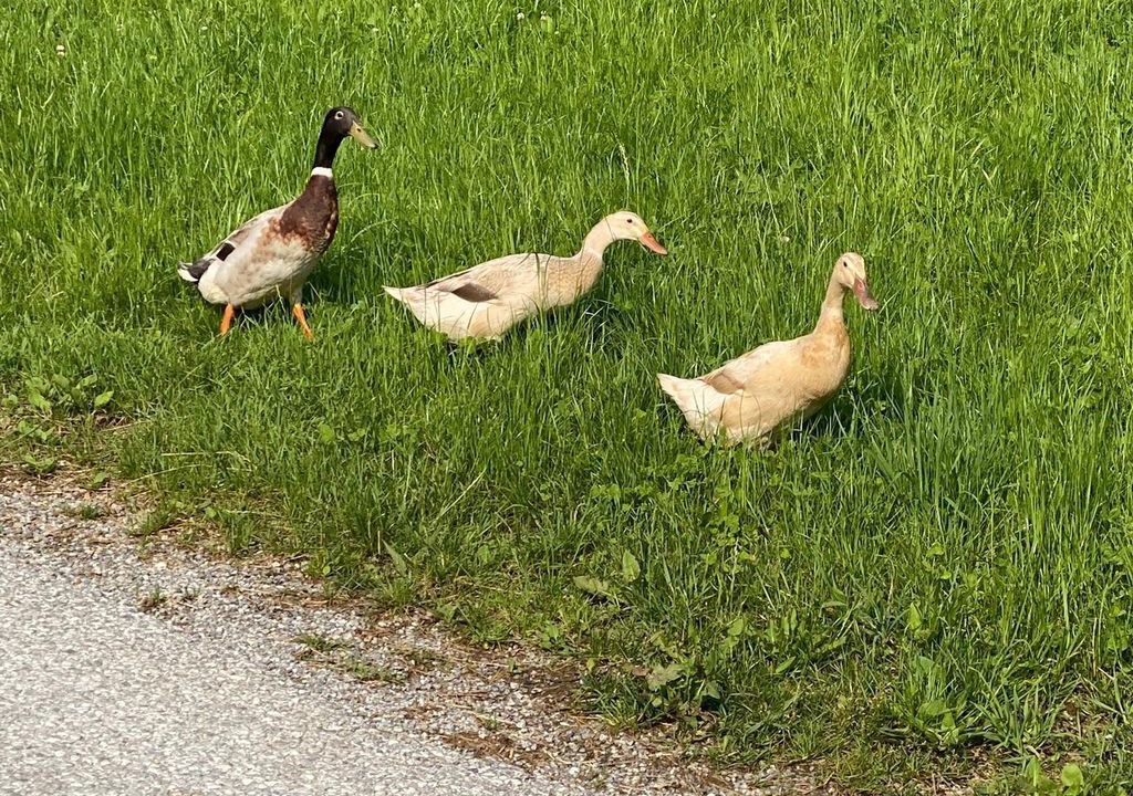 Photo of Others in Neudorf bei Passail