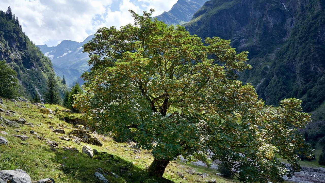 Photo of Others in Hollersbach im Pinzgau