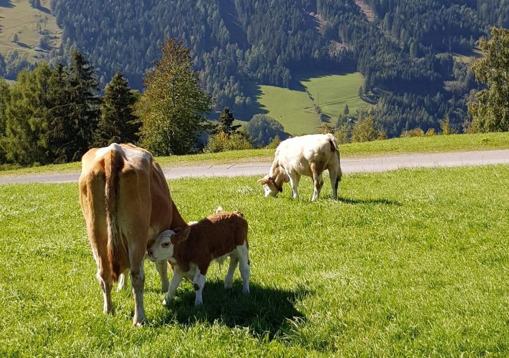 Photo of Others in Rennweg am Katschberg