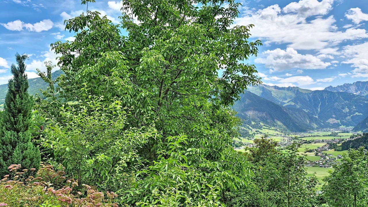 Photo of Outdoor in Zellbergeben