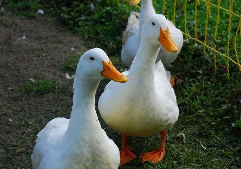 Photo of Others in Rosenau am Hengstpaß