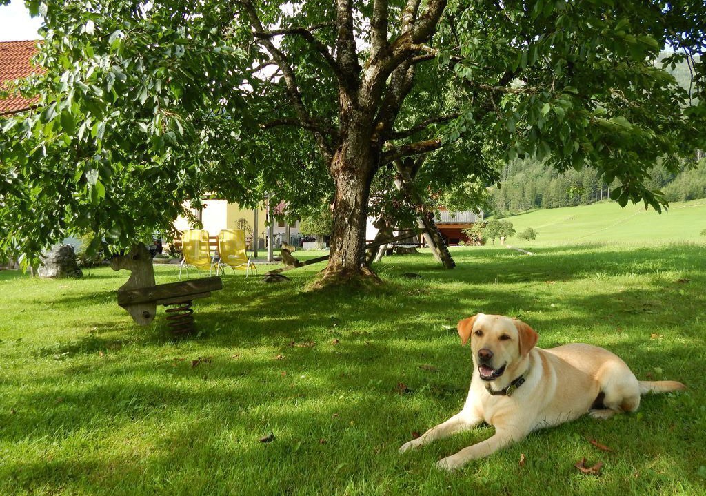 Photo of Outdoor in Hinterstoder