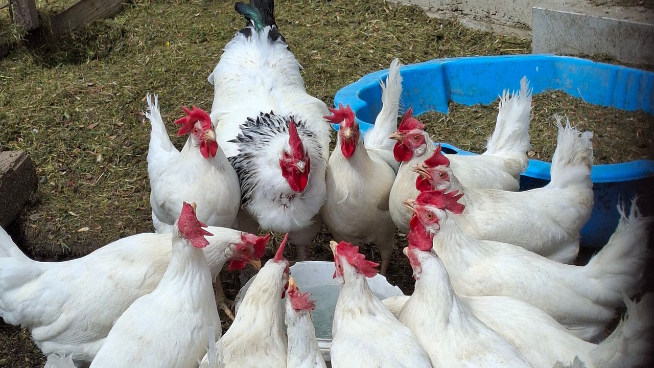Photo of Others in Goldegg