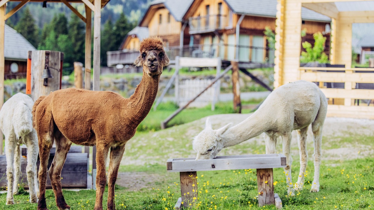 Photo of Others in Murau