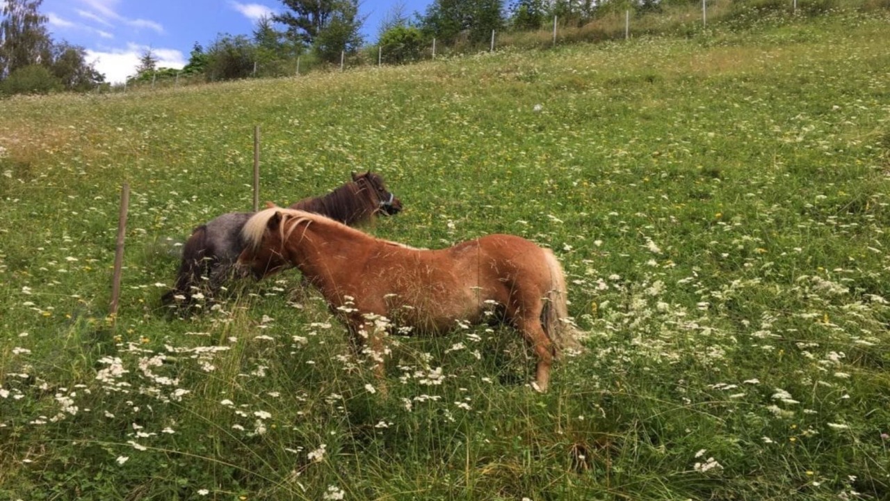 Photo of Others in Sankt Georgen am Kreischberg