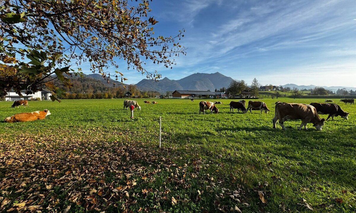 Photo of Others in Strobl