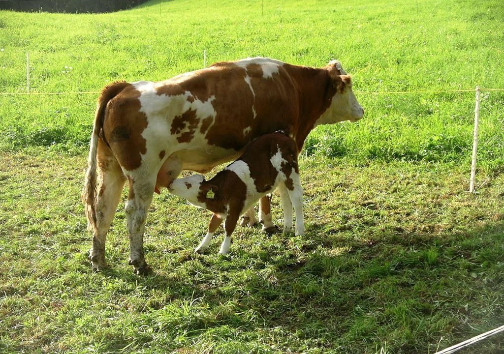 Photo of Others in Steinfeld